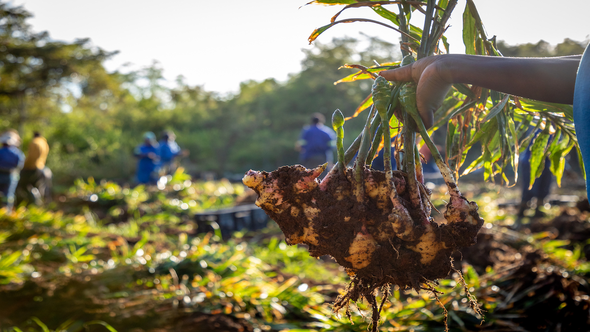 The Ultimate Guide to Ginger in Traditional Medicine