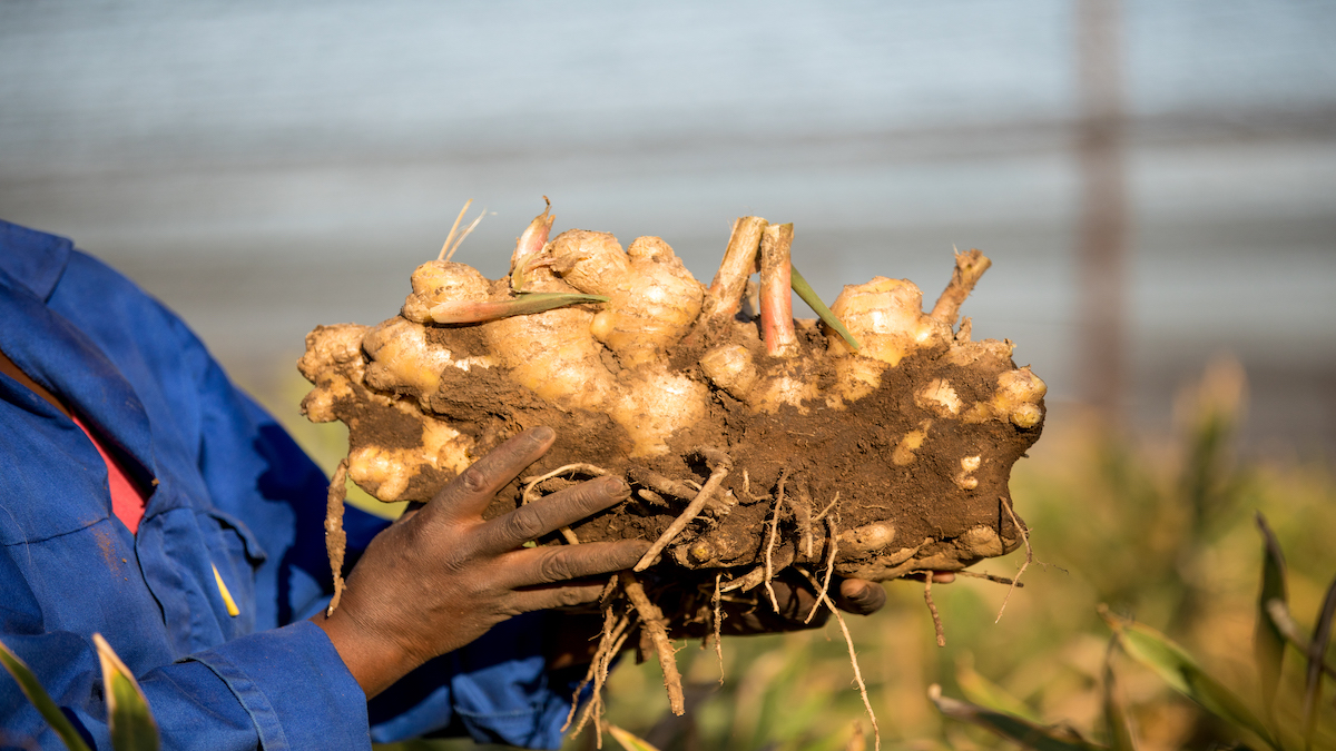 The Ultimate Guide to Ginger in Traditional Medicine