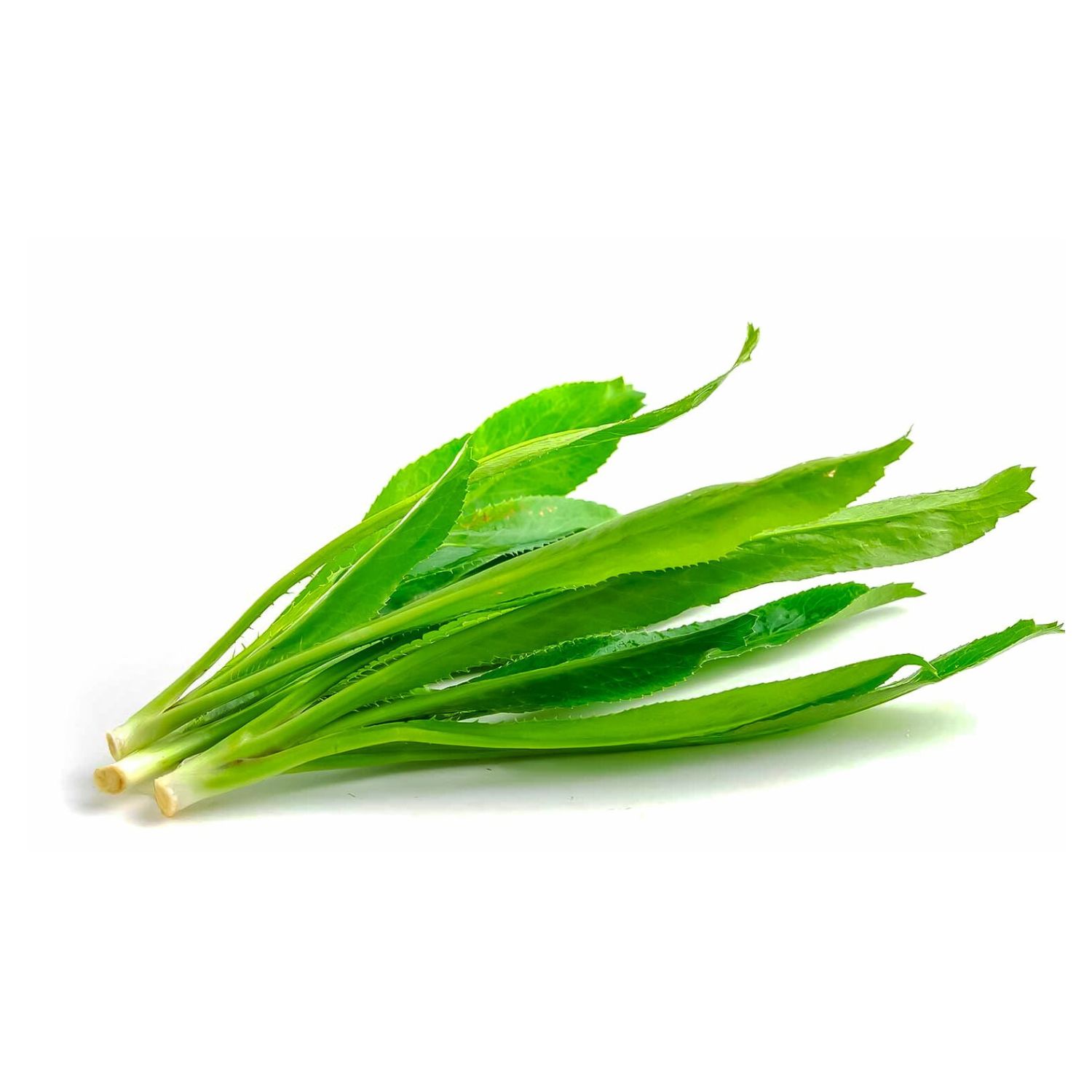 Culantro