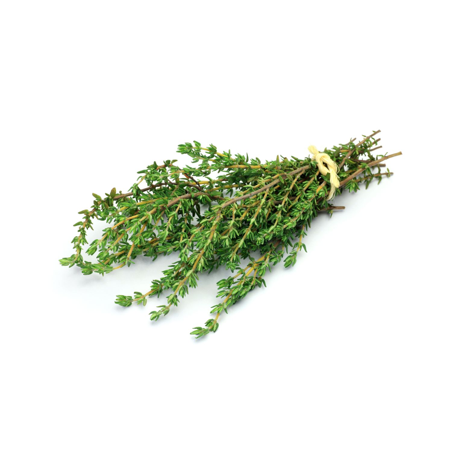 Jamaican Thyme