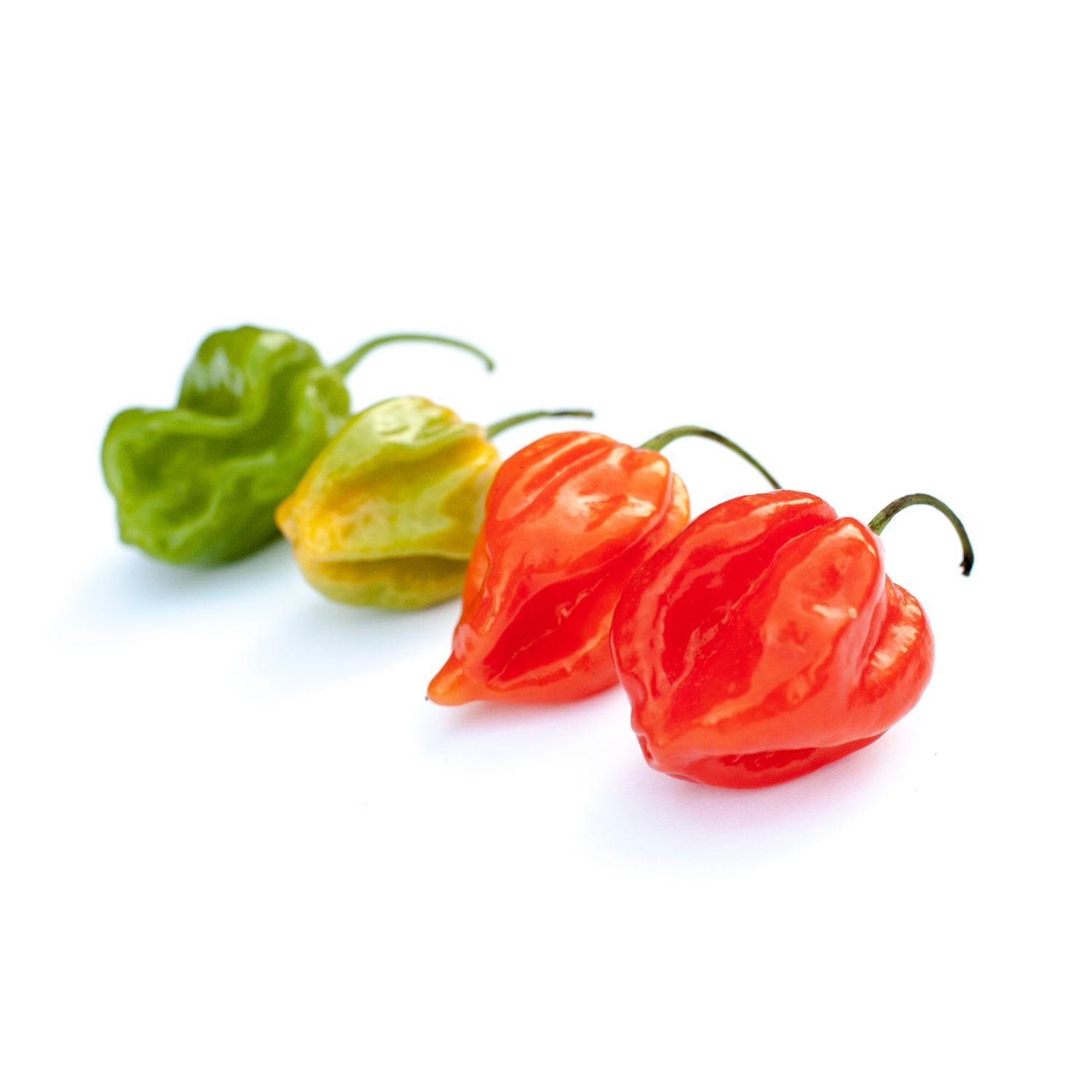 Scotch Bonnet