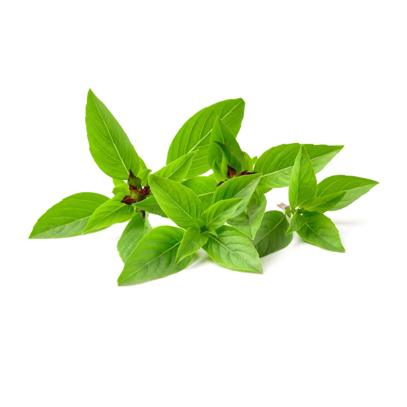 Thai Sweet Basil